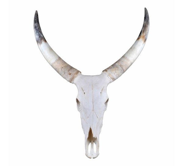 Longhorn schedel