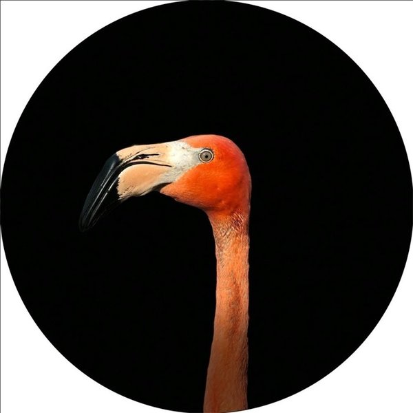 Flamingo Glas cirkel Ø 50 cm