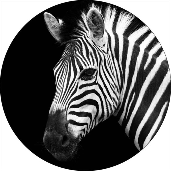 Zebra op Glas cirkel  Ø 40 cm